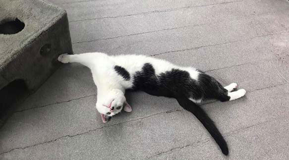 Cat stretching out in the cattery