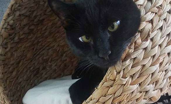 cat relaxing in a cat tree