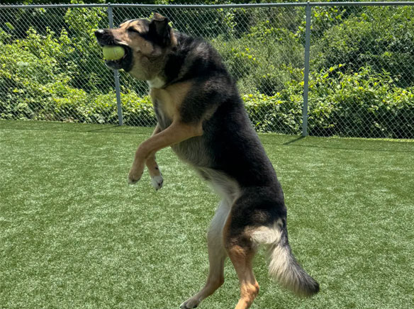 Dog jumping to catch a tennis ball