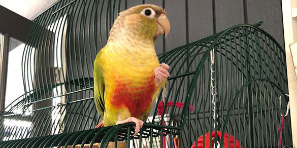 parrot standing on its cage